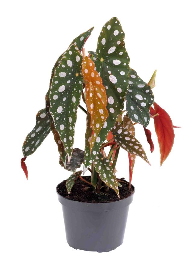 BEGONIA MACULATA