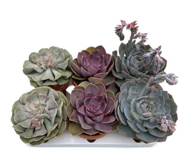 ECHEVERIA MIX LERPOTTE