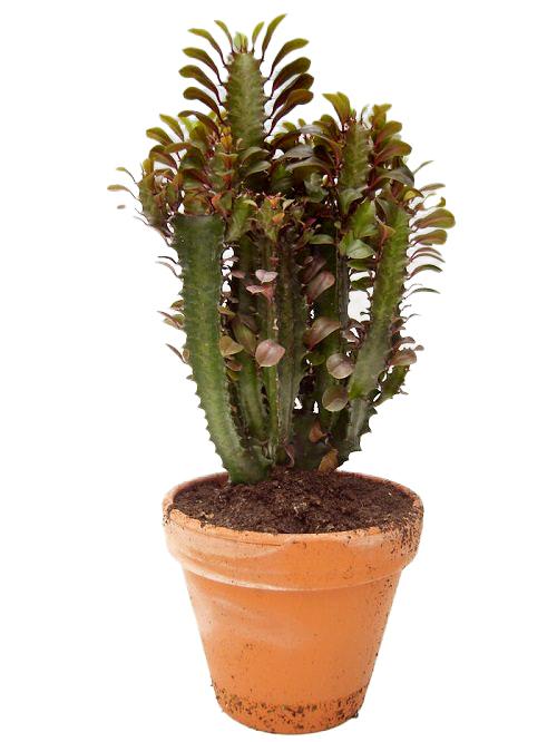 EUPHORBIA RUBRA LERPOTTE