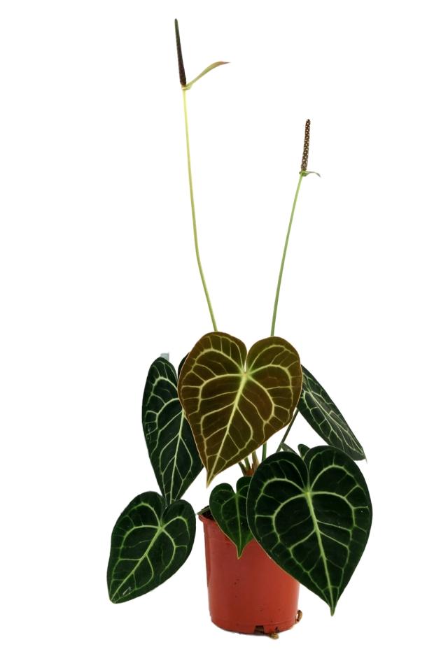 Anthurium Clarinervium