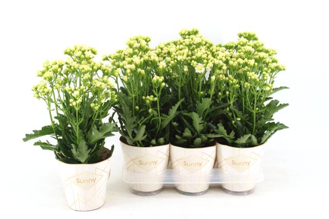 Kalanchoe 'Sunny White'