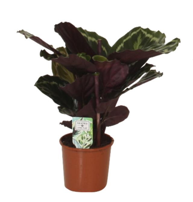 Calathea 'Medallion'