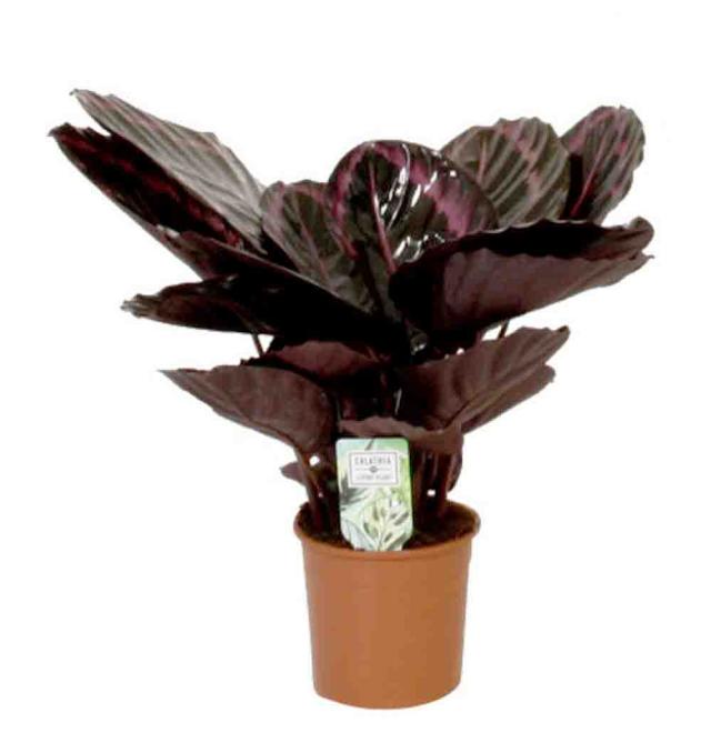 Calathea roseopicta 'Surprisestar'