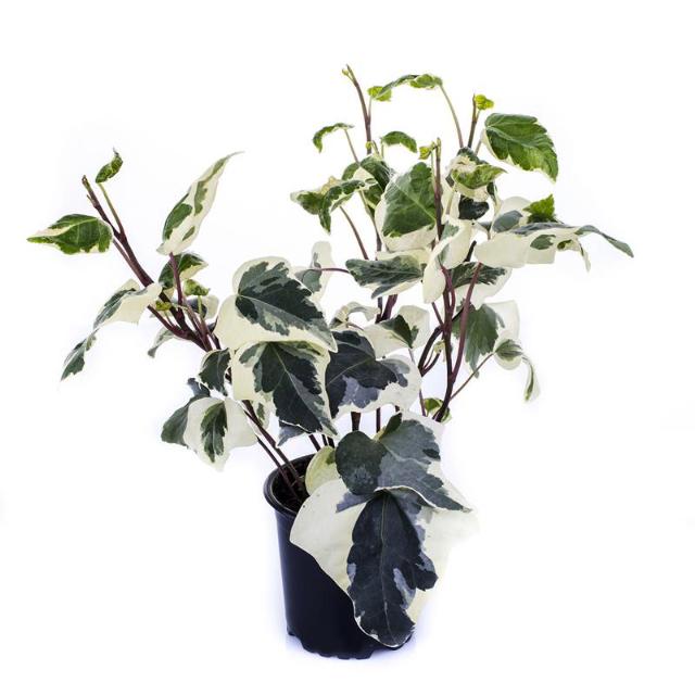 HEDERA HIBERNICA 'MARENGO'