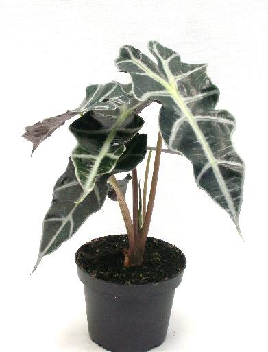 ALOCASIA X AMAZONICA